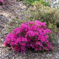 azalea japonica encore &reg;Sundance