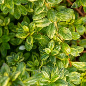 azalea hybride encore &reg;Moonstruck