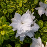 azalea hybride encore &reg;Moonstruck
