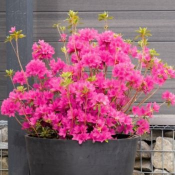 azalea hybride seleziona...Electric Pink