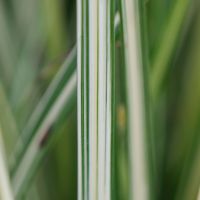 Chlorophytum Starlight