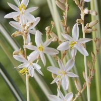 Chlorophytum Starlight