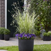 chlorophytum saunderisiae Starlight