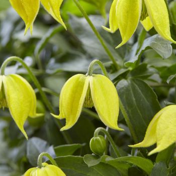 clematis hybride seleziona...Little Lemons
