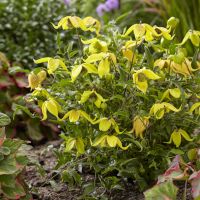 clematis hybride seleziona...Little Lemons
