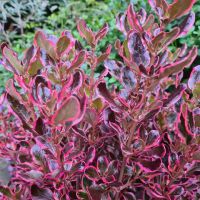 coprosma hybride fusionPacific Eclipse