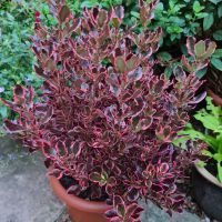 coprosma hybride fusionPacific Eclipse