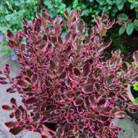 coprosma hybride fusionPacific Eclipse