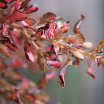 coprosma repens x fusionPacific Sunset