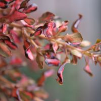 Coprosma Pacific Sunset