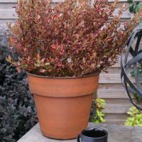 coprosma repens x fusionPacific Sunset