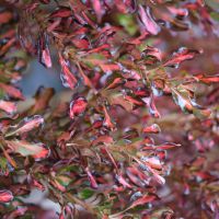 coprosma repens x fusionPacific Sunset
