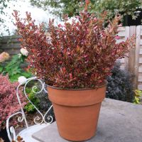 coprosma repens x fusionPacific Sunset