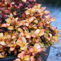 Coprosma Pina Colada