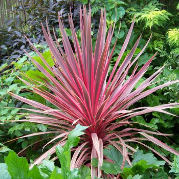 cordyline australis Charlie Boy
