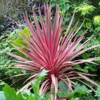 Cordyline Charlie Boy