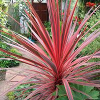 cordyline australis Charlie Boy