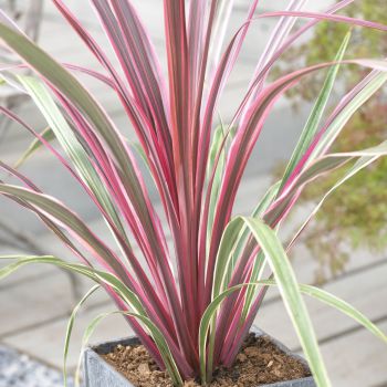 cordyline X banksii danceCan Can