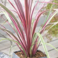Cordyline Can Can