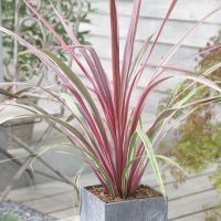 cordyline X banksii danceCan Can