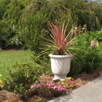 cordyline X banksii danceCan Can