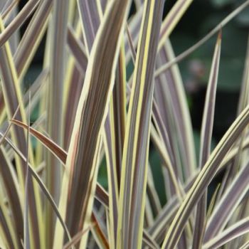cordyline X banksii electricElectric Flash