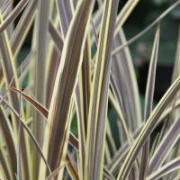 Cordyline Electric Flash