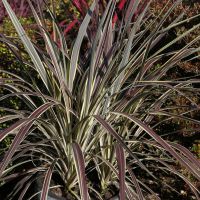 Cordyline Electric Flash