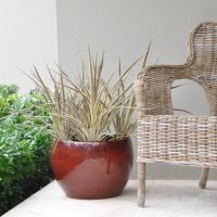 cordyline X banksii electricElectric Flash