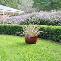 cordyline X banksii electricElectric Flash