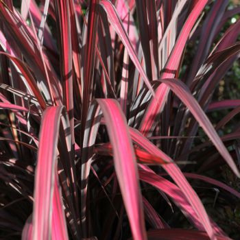 cordyline X banksii electricElectric Pink