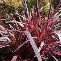cordyline X banksii electricElectric Pink