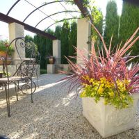 cordyline X banksii electricElectric Pink