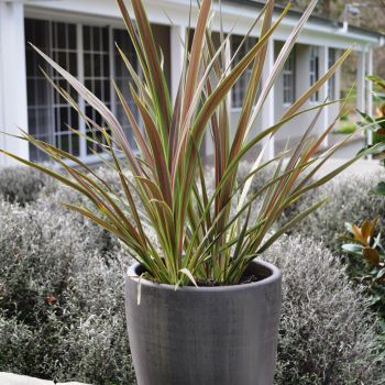 cordyline X banksii electricElectric Star