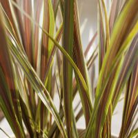 cordyline X banksii electricElectric Star