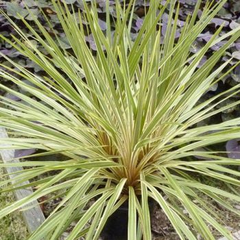 cordyline australis Fantasy