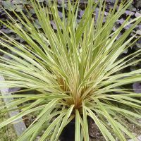 Cordyline Fantasy