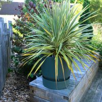 Cordyline Fantasy