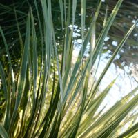 cordyline australis Fantasy