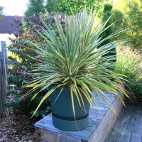 cordyline australis Fantasy