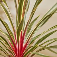 Cordyline Magic Star