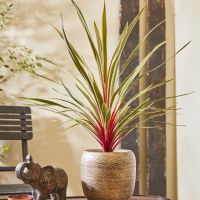 cordyline australis Magic Star
