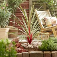 cordyline australis Magic Star