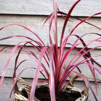 cordyline X banksii dancePaso Doble