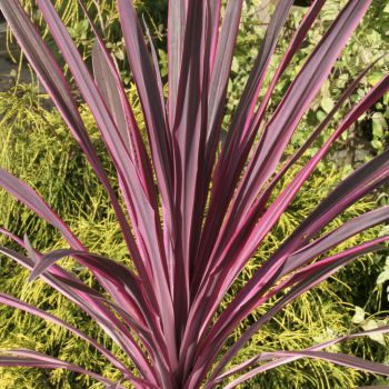 cordyline australis Pink Passion