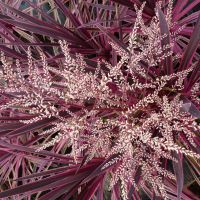 cordyline australis Pink Passion