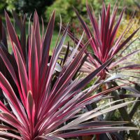 cordyline australis Pink Passion