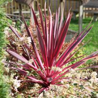 cordyline australis Pink Passion