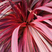 cordyline X banksii danceSalsa