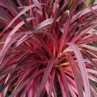 Cordyline Salsa